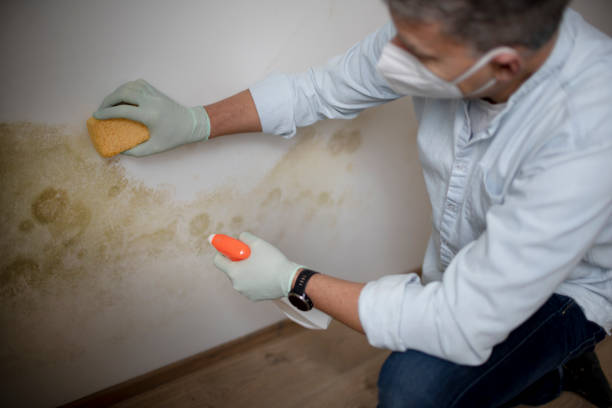 Best Attic Mold Removal  in , AL