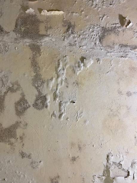 Best Residential Mold Removal  in , AL