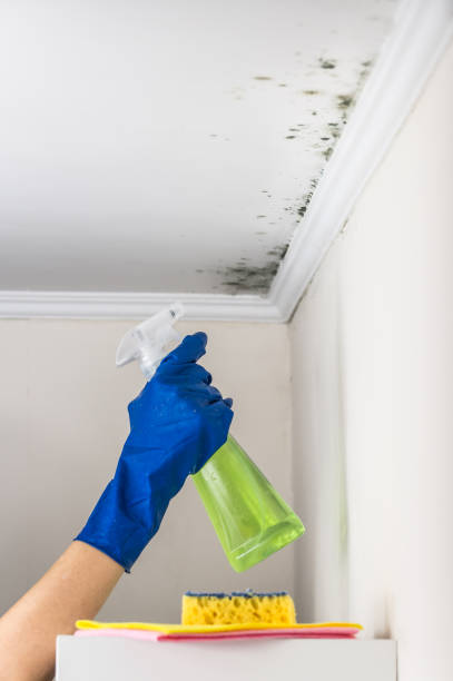 Best Commercial Mold Removal  in , AL